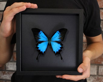 real framed butterfly, Papilio ulysses in the frame of mountain swallowtail, entomology, taxidermy