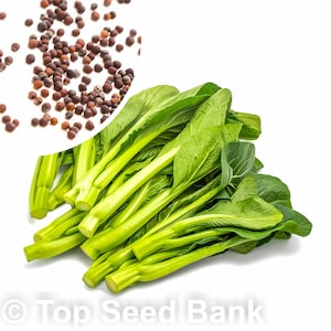 100+ Late Green Yu Choy Sum seeds, Chinese flowering cabbage, Cantonese Pak Choy + Free GIFT | Non-GMO, Organic| Top Seed Bank