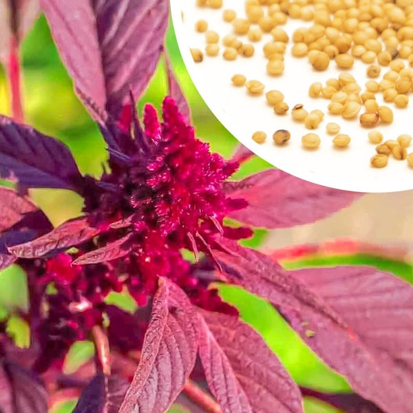 150+ Red Garnet Amaranth seeds, Drought Tolerant + Free GIFT | Heirloom, Organic| Top Seed Bank