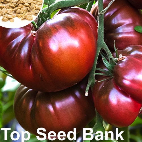 15 Black Krim Tomato Seeds Indeterminate Tomatoes USA Etsy
