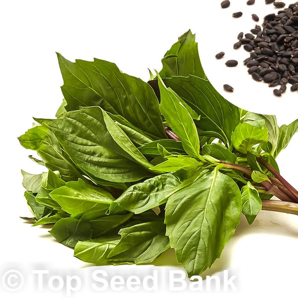 50+ Large Leaf Thai Basil seeds, Sweet Basil, Húng Quế Lá To + Free GIFT | Non-GMO, Heirloom | Top Seed Bank