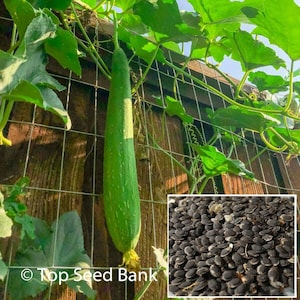 10+ Asian edible luffa seeds, smooth sponge gourd, Muop Huong + Free GIFT | Non-GMO, Organic| Top Seed Bank