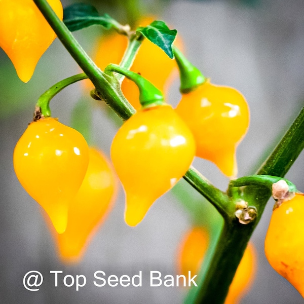 15+ Biquinho Yellow Hot Pepper seeds, Brazilian sweet tangy drops + Free GIFT | Organic| Top Seed Bank