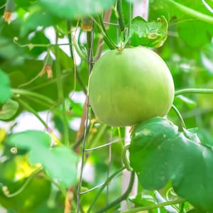 10+ Sakata Sweet Melon seeds, Edible skin fruit, 80 days + Free GIFT | Non-GMO, Organic| Top Seed Bank