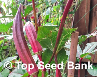 10+ Red Okra Jing Orange seeds, early Asian variety, 60 days + Free GIFT | Non-GMO, Organic| Top Seed Bank