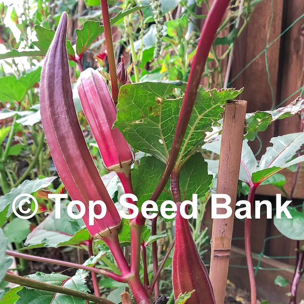 10+ Red Okra Jing Orange seeds, early Asian variety, 60 days + Free GIFT | Non-GMO, Organic| Top Seed Bank