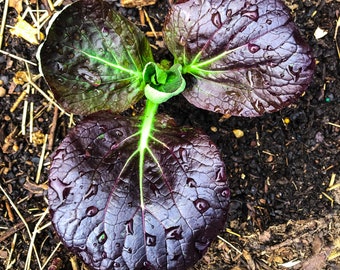 50+ Purple Bok Choy seeds + Free GIFT | Non-GMO, Organic| Top Seed Bank