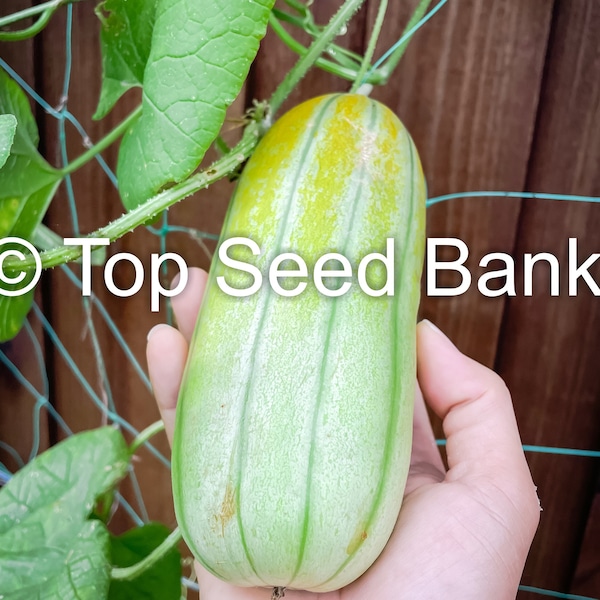 8+ Fragrant Musk Melon seeds, Dưa Gang, Thai Long Muskmelon + Free GIFT | Non-GMO, Organic| Top Seed Bank