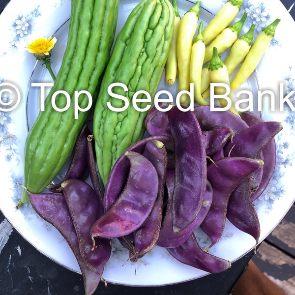 8+ Purple Hyacinth bean seeds, Lablab purpureus + Free GIFT | Non-GMO, Organic| Top Seed Bank