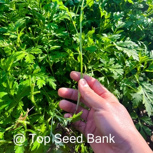 7+ Live Plants – Mugwort- Artemisia vulgaris, Asian medicine, Ngải cứu + Free GIFT | Organic | Top Seed Bank