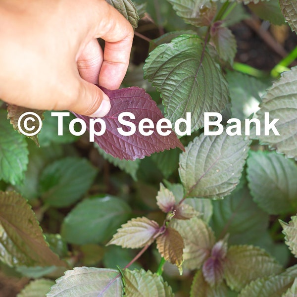 50+ Vietnamese Shiso, Lá Tía Tô, Vietnamese Perilla seeds + Free GIFT | Non-GMO, Organic| Top Seed Bank