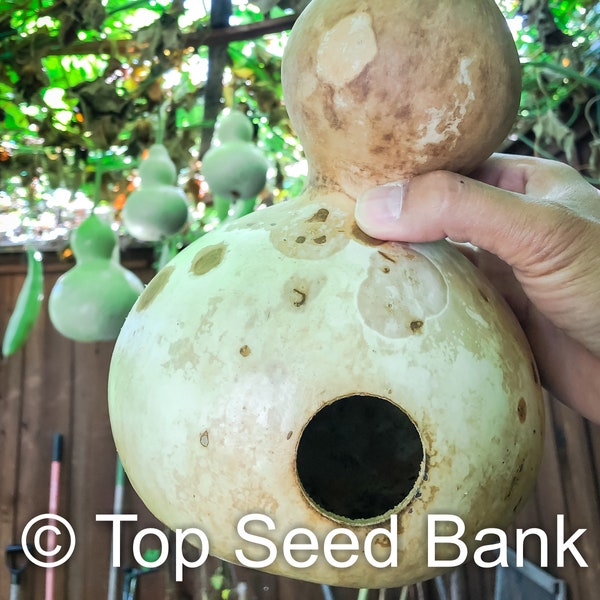 5+ Birdhouse Gourd seeds, Bottle Gourd, Hard-Shelled Squash, Bau Ho Lo + Free GIFT | Non-GMO | Top Seed Bank
