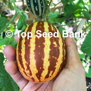 10+ Rich Sweetness 132 Melon seeds, Russian Striped Melon + Free GIFT | Heirloom, Organic| Top Seed Bank