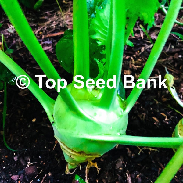 150+ Green Kohlrabi, Early White Vienna seeds + Free GIFT | Organic, Heirloom | Top Seed Bank