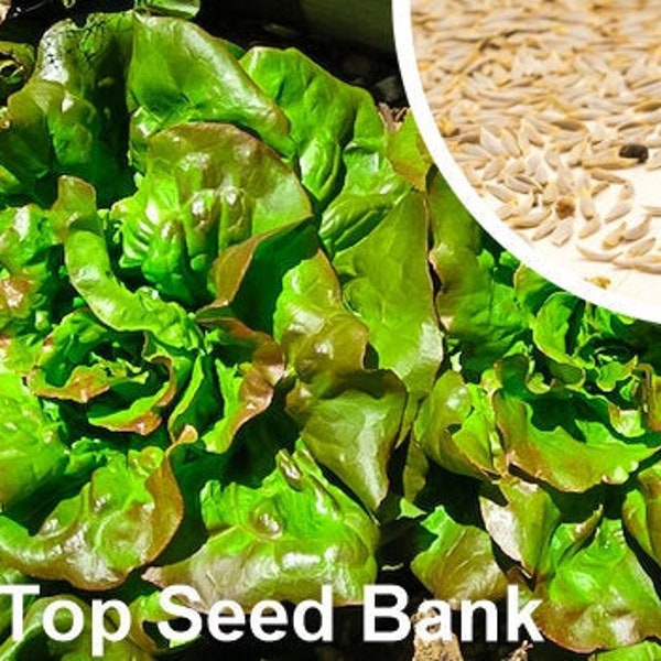 200+ Grandma Hadley’s Lettuce seeds, Butterhead + Free GIFT | Organic, Heirloom, Pests Resistant | Top Seed Bank