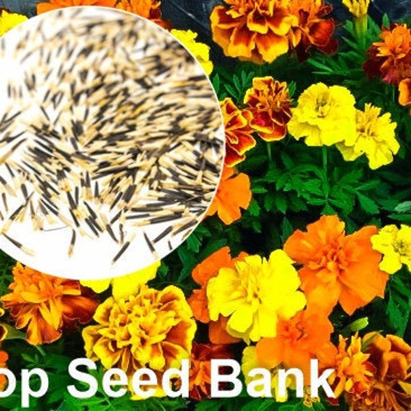 100+ Marigold, French Dwarf Double Mixed, Early and Heat Tolerant + Free GIFT | Non-GMO | Top Seed Bank