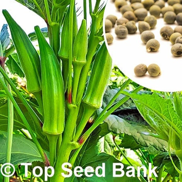 10+ Dwarf Okra, Long Pod seeds + Free GIFT | Non-GMO, Heat Tolerant, Green Pod Okra | Top Seed Bank