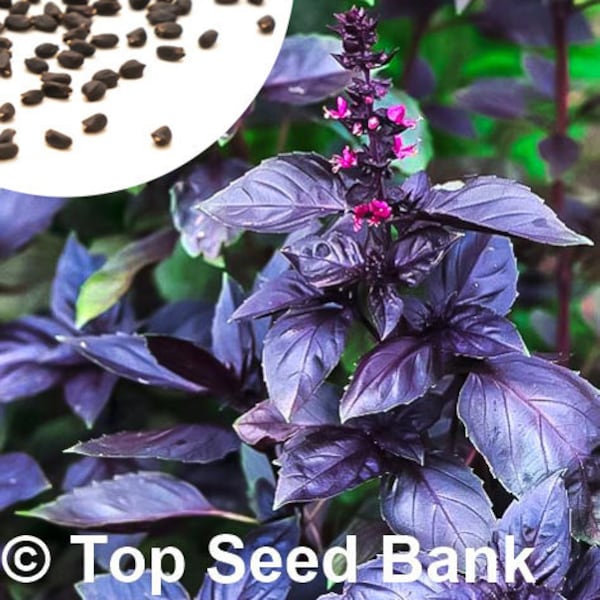 50+ Red Rubin Basil seeds, Dark Purple Italian Basil + Free GIFT | Non-GMO, Organic| Top Seed Bank