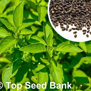 100+ Lemon Basil seeds, Citrus Flavor, Early + Free GIFT | Non-GMO, Organic| Top Seed Bank