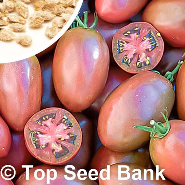 15+ Purple Russian Tomato seeds, Ukrainian Purple Tomatoes, Crack Resistant + Free GIFT | Heirloom, Organic| Top Seed Bank
