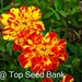 see more listings in the Flower Seeds section