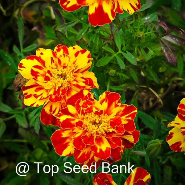 50+ Bolero marigold seeds, French type, gold with red petal tips, AAS Winner + Free GIFT | Organic | Top Seed Bank