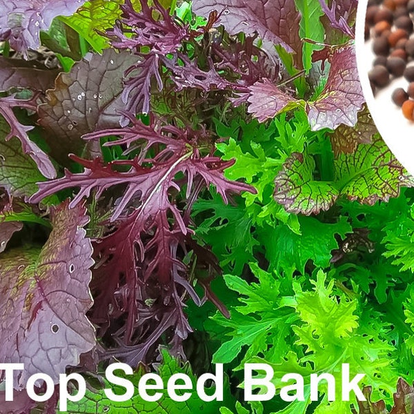 150+ Blend Mustard seeds, Baby Mustard Greens Mix, Frost Tolerant + Free GIFT | Heirloom, Organic| Top Seed Bank