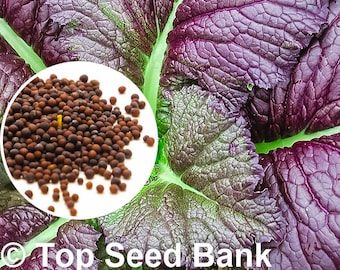 100+ Mustard, Japanese Giant Red seeds + Free GIFT | Heat and Cold Tolerant, Non-GMO, Organic| Top Seed Bank