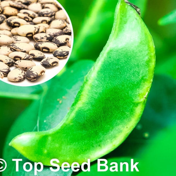 10+ Florida Speckled Butterbean seeds, Pole Lima Bean + Free GIFT | Thrive in hot and humid weather | Top Seed Bank