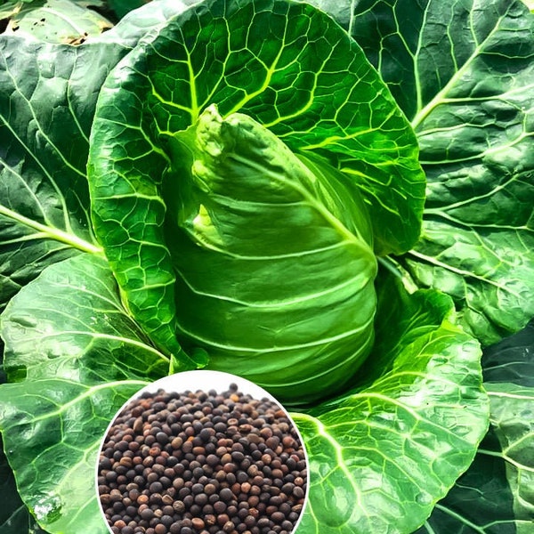 50+ Oxheart cabbage, Cour Di Bue seeds, Early, 60 days + Free GIFT | Top Seed Bank