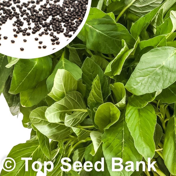 200+ Tender Leaf Amaranth seeds, Jamaican Callaloo + Free GIFT | Heirloom, Organic| Top Seed Bank