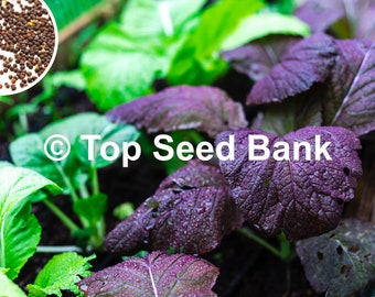 200+ Mustard Japanese Giant Red seeds Non-GMO Free GIFT Heat and Cold Tolerant Organic| Top Seed Bank
