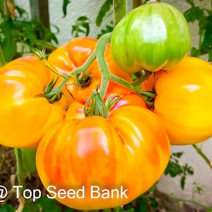10+ Pineapple Tomato seeds, striped, bi-color + Free GIFT |Heirloom, Organic| Top Seed Bank