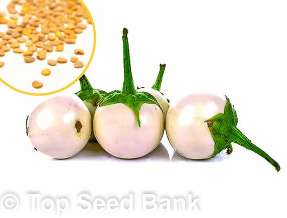 Más de 20 semillas de berenjena blanca, berenjena vietnamita, ca Phao Trang  regalo gratis / crecimiento rápido, tamaño de pelota de golf / banco de  semillas superior -  México