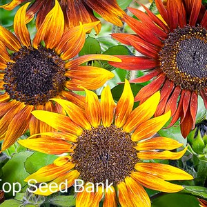 mardi gras blend sunflower