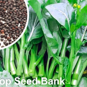 100+ Yung Green Flowering Brassica seeds, Yu Choy, Heat Tolerant + Free GIFT | Heirloom, Non-GMO| Top Seed Bank