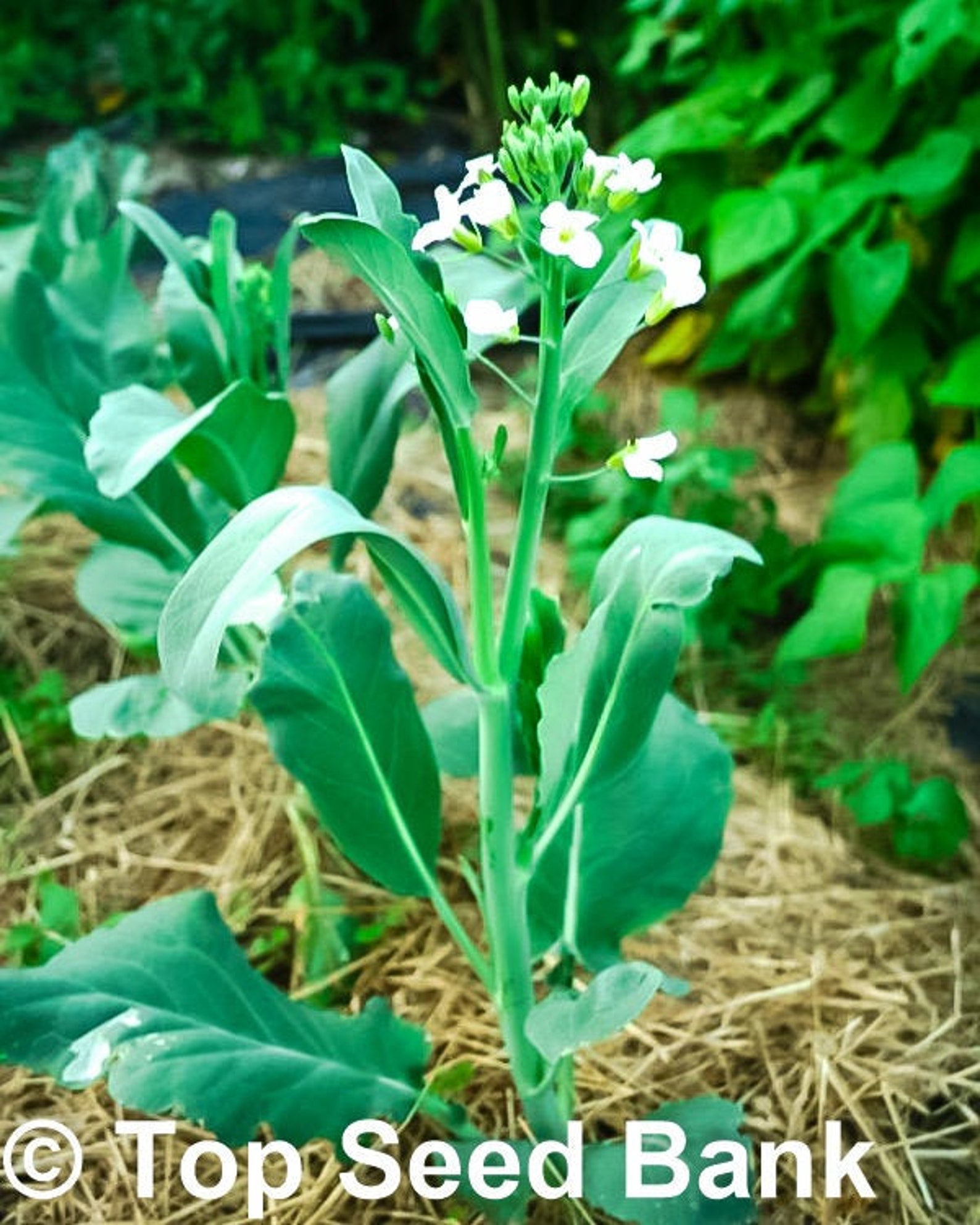 200 Chinese Kale Yod Fah Broccoli Oriental Greens Seeds Etsy