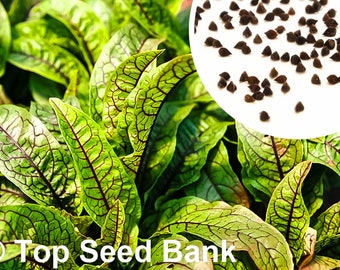 50+ Red Sorrel seeds, Bloody Dock, Red-veined Wood Dock, Rumex sanguineus + Free GIFT | Organic, Heirloom | Top Seed Bank