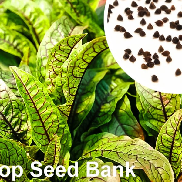 50+ Red Sorrel seeds, Bloody Dock, Red-veined Wood Dock, Rumex sanguineus + Free GIFT | Organic, Heirloom | Top Seed Bank