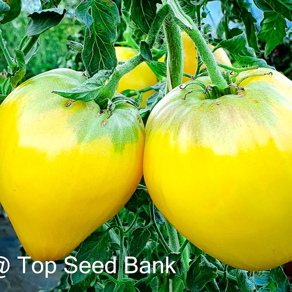 8+ Golden King of Siberia tomato, oxheart, yellow heart shape + Free GIFT | Heirloom, Organic| Top Seed Bank