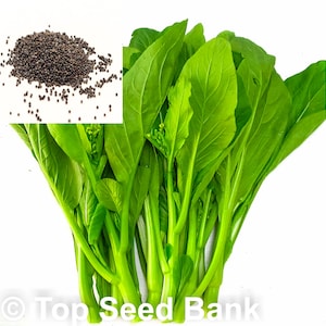 200+ Yu Choy, Choy Sum, You Cai seeds, Cai Ngong + Free GIFT | 45 Days, Easy To Grow | Top Seed Bank