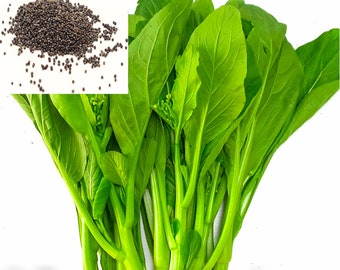 200+ Yu Choy, Choy Sum, You Cai seeds, Cai Ngong + Free GIFT | 45 Days, Easy To Grow | Top Seed Bank