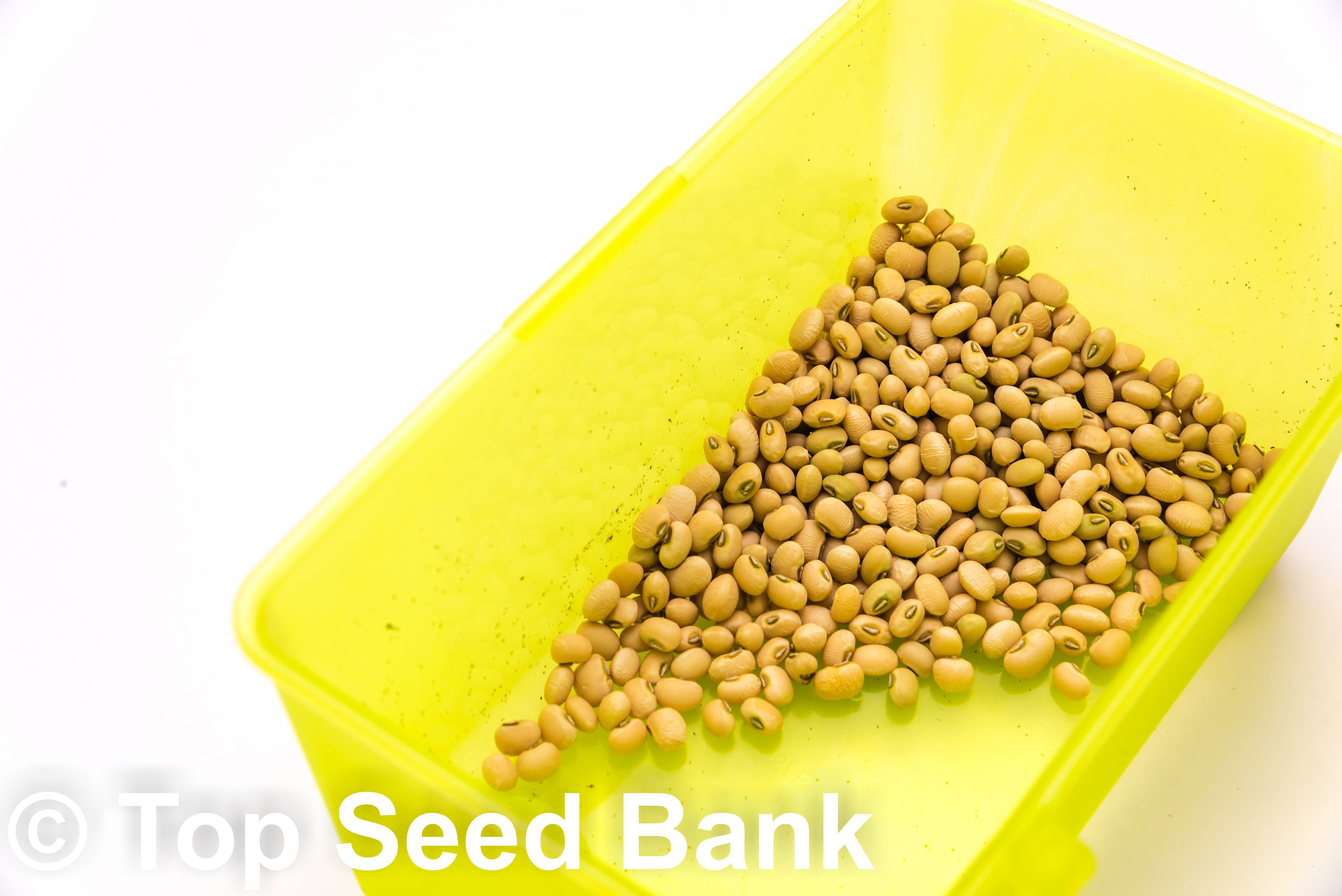 15 Top Pick Cream Pea Bush Cowpea Seeds 60 Days Southern Etsy