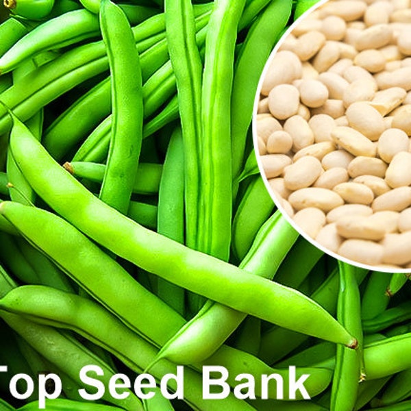 20+ Half Runner Bean seeds, Heavy Crop, Heat and Drought Resistant + Free GIFT | 50 Days | Top Seed Bank