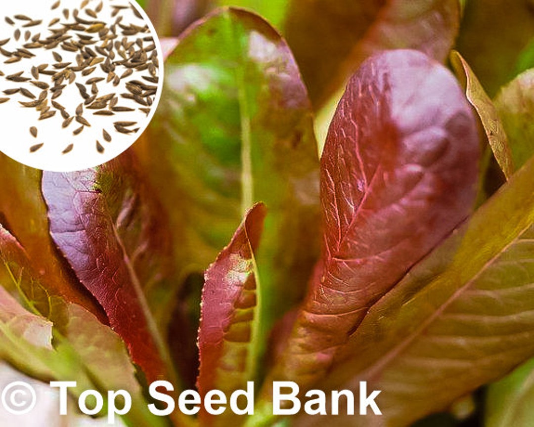 150 Lettuce, Rouge D'hiver Seeds, Romaine Lettuce Free GIFT Heirloom
