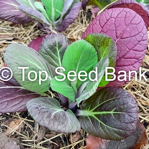 50+ Red Tatsoi seeds, Red Violet Pak Choi, Cải Hoa Hồng Đỏ + Free GIFT | Organic, Hybrid, Cold Tolerant | Top Seed Bank