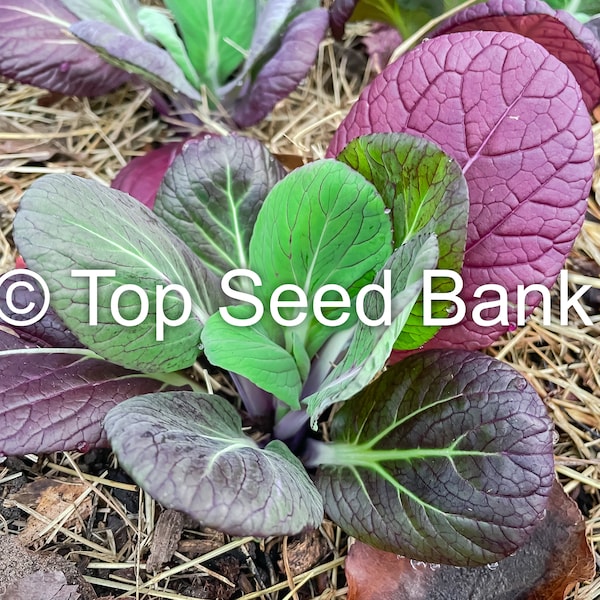 50+ Red Tatsoi seeds, Red Violet Pak Choi, Cải Hoa Hồng Đỏ + Free GIFT | Organic, Hybrid, Cold Tolerant | Top Seed Bank