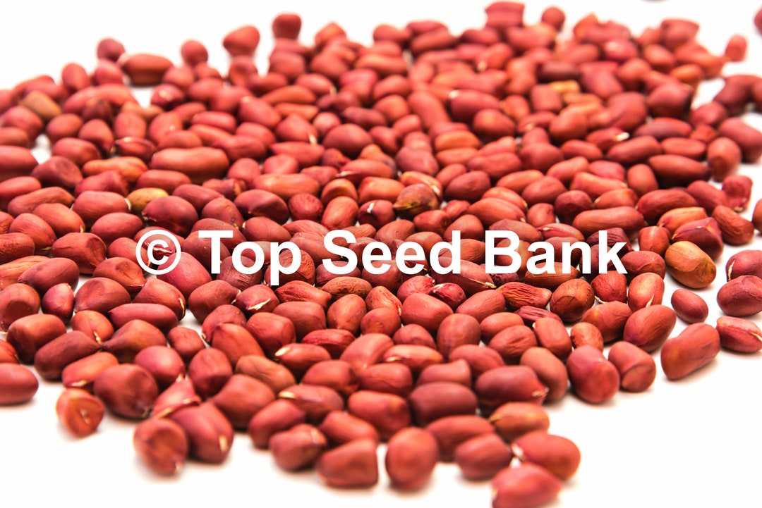 20 Peanut Seeds Raw Uncooked Ready for Planting 105 Days Etsy