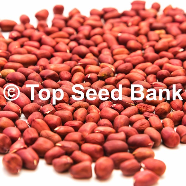 20+ Peanut seeds, Raw, Uncooked, ready for planting, 105 Days + Free GIFT | Non-GMO, Organic| Top Seed Bank