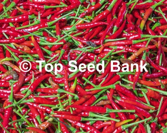 10+ Thai Red Chili seeds, Hot Chili Pepper, Burapa, Ớt Hiểm Cay + Free GIFT | Organic, Heirloom | Top Seed Bank